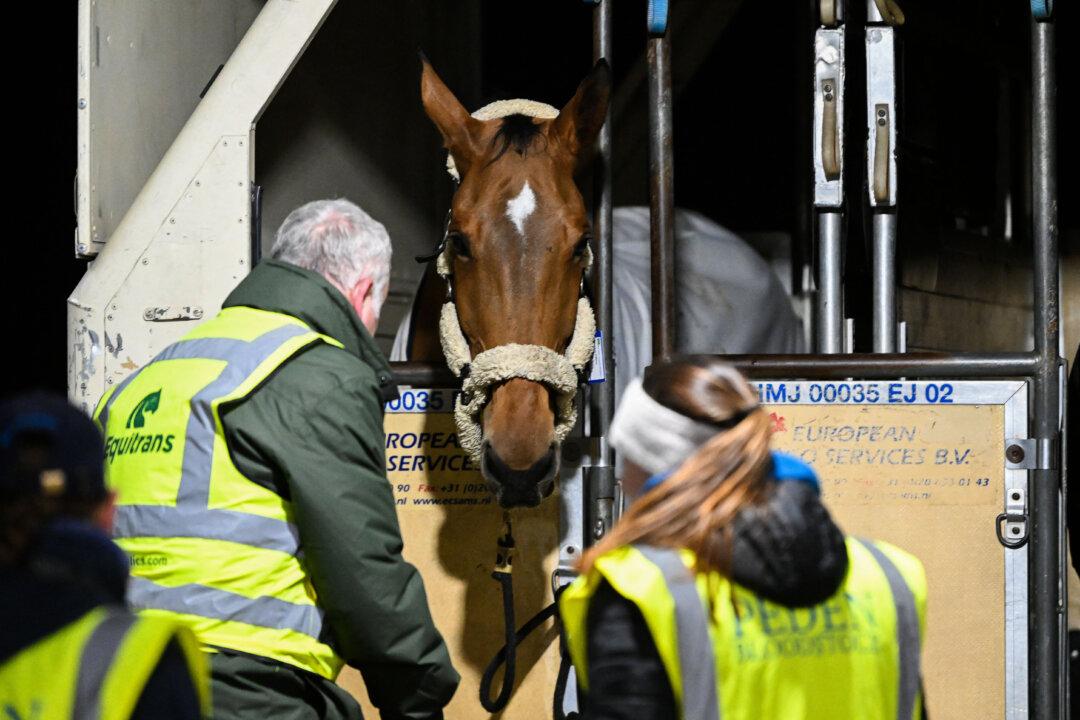 Ground staff check on horses transported in crates on a cargo aircraft upon arriving at Liege airport in Grace-Hollogne, Belgium, on Feb. 16, 2026. (Jill Delsaux/Belga/AFP via Getty Images)