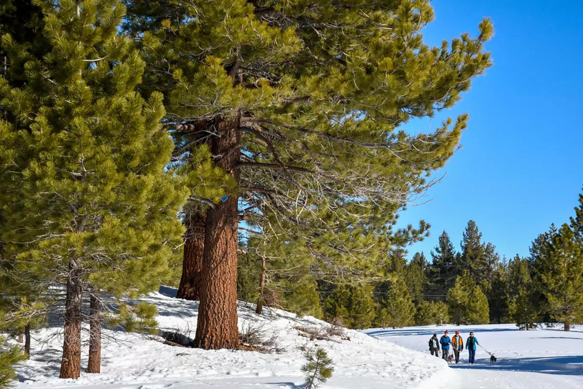 Hikers and dogs navigate Obsidian Dome Trail, just outside June Lake along U.S. 395. (Christopher Reynolds/Los Angeles Times/TNS)