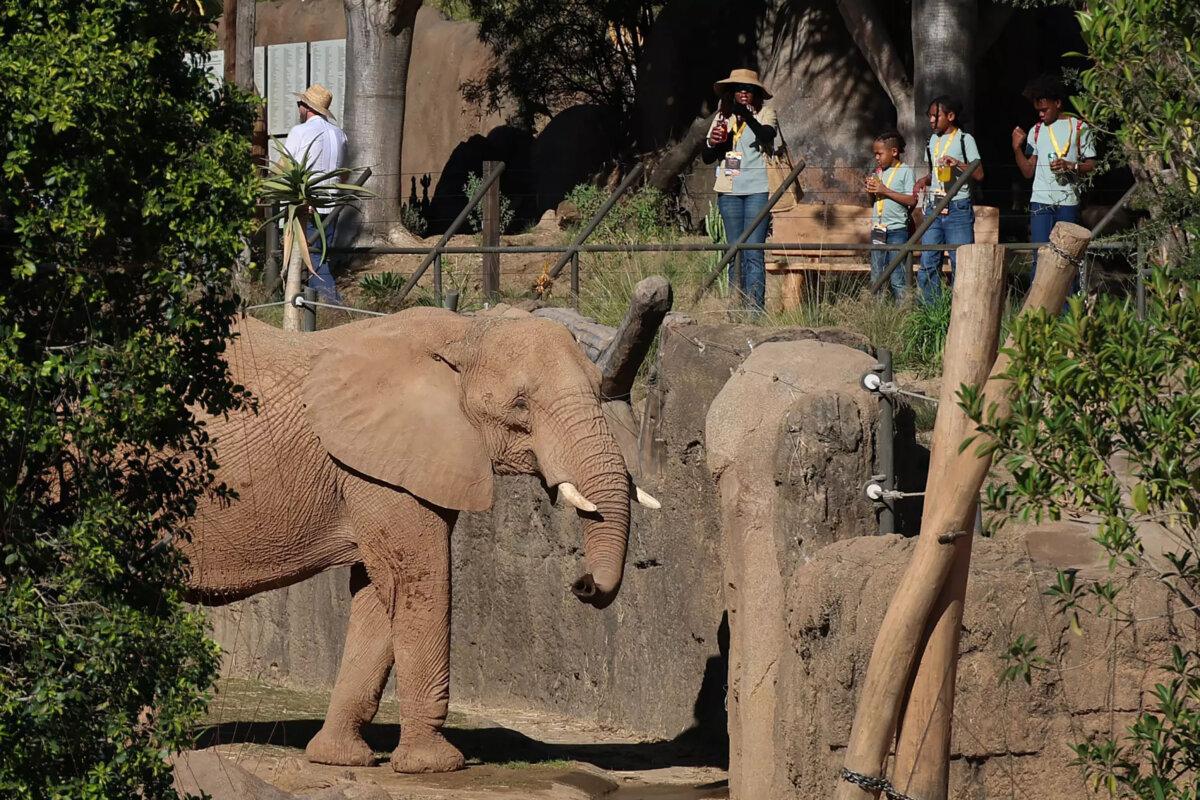 Visitors get a close-up view of an elephant eating during an Elephant Valley media preview at Elephant Valley in the San Diego Zoo Safari Park. (Allen J. Schaben/Los Angeles Times/TNS)
