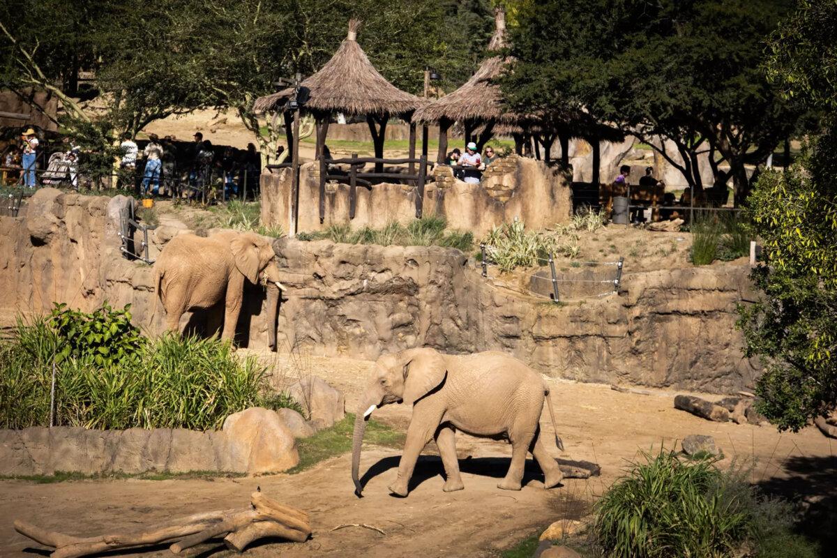 Two of eight elephants eat during an Elephant Valley preview. (Allen J. Schaben/Los Angeles Times/TNS)
