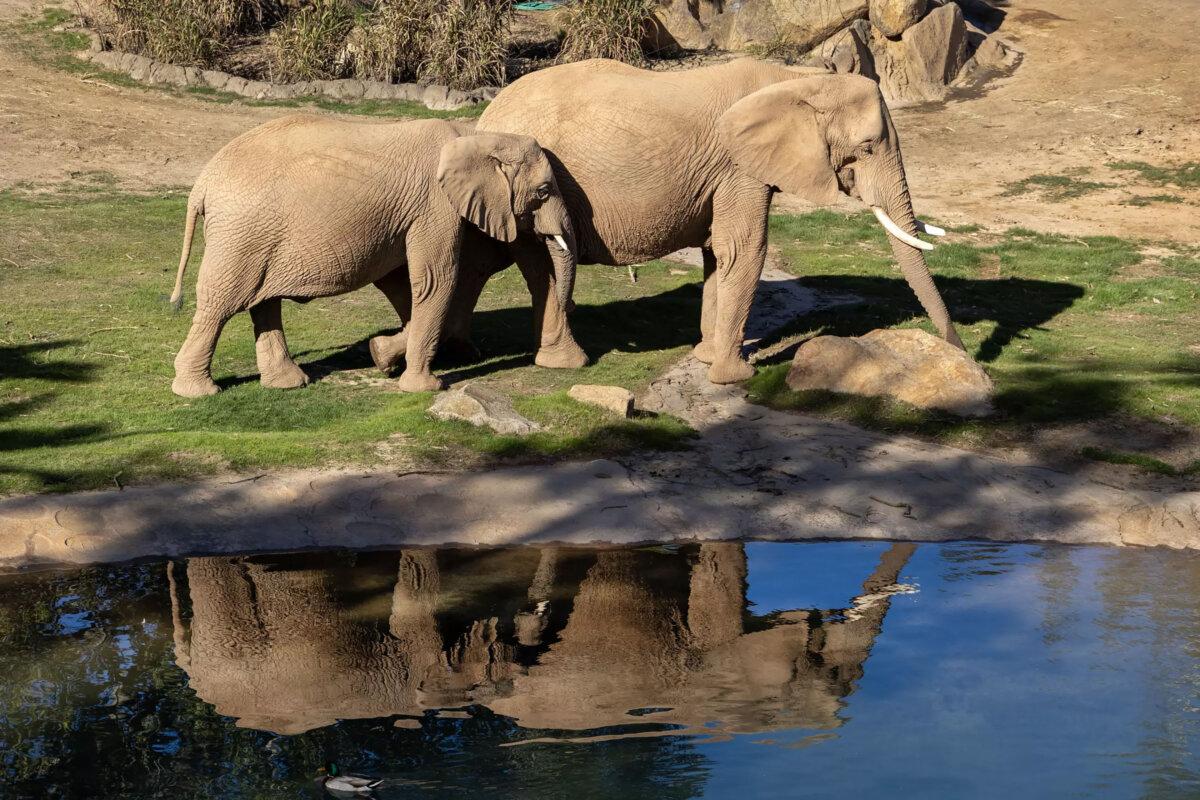 Water areas in Elephant Valley have been redesigned with ramps and steps to make it easier for the elephants to navigate. The hope is to inspire play. (Allen J. Schaben/Los Angeles Times/TNS)