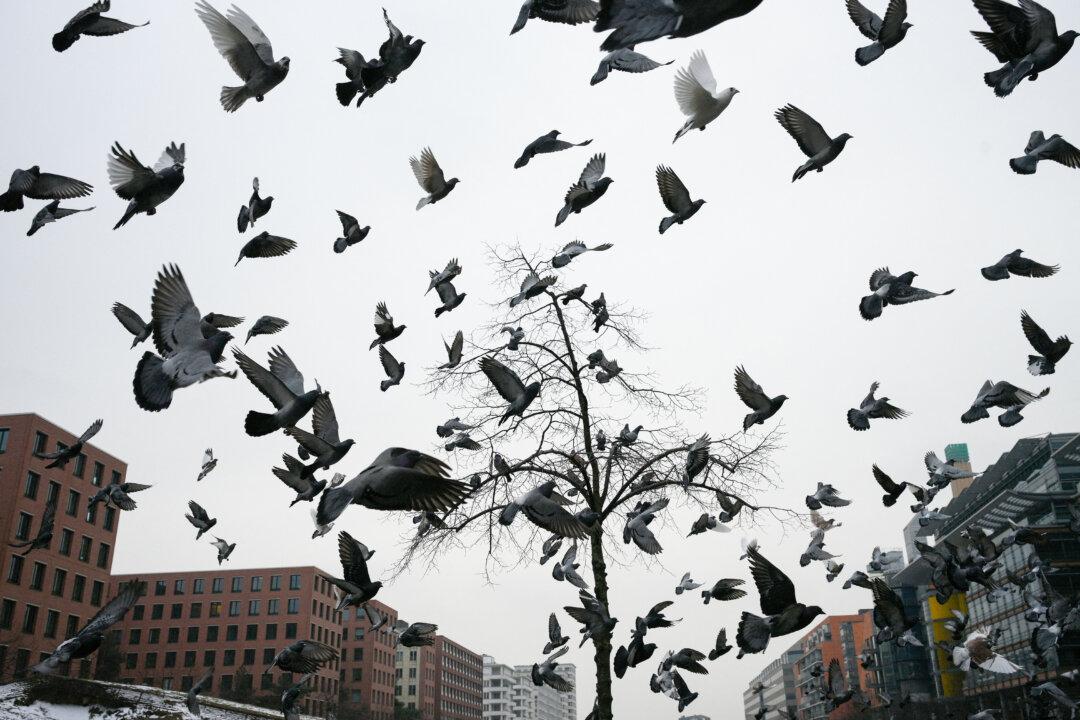Pigeons take flight at Potsdamer Platz in Berlin, on Feb. 17, 2026. (Ralf Hirschberger/AFP via Getty Images)
