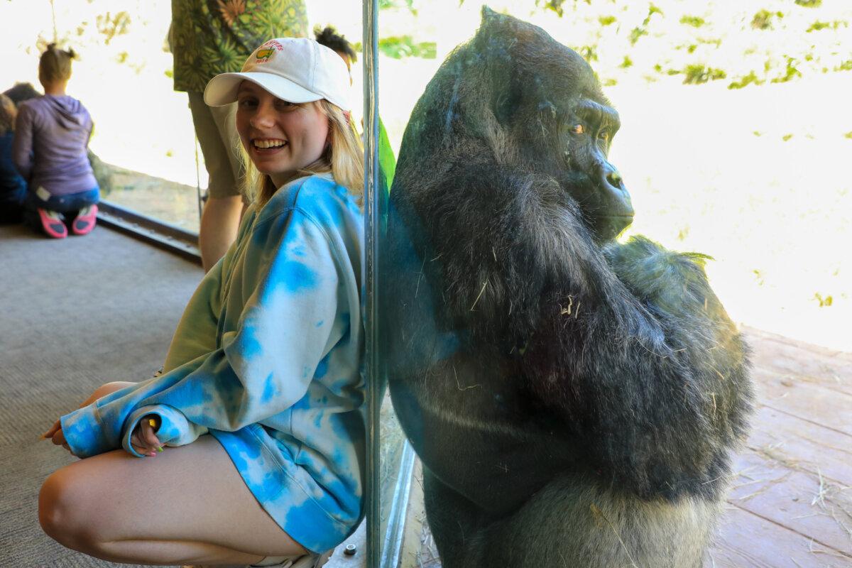 This photogenic ape strikes a pose with a young visitor at Riverbanks Zoo & Garden in Columbia, South Carolina. (Courtesy of Riverbanks Zoo & Garden)