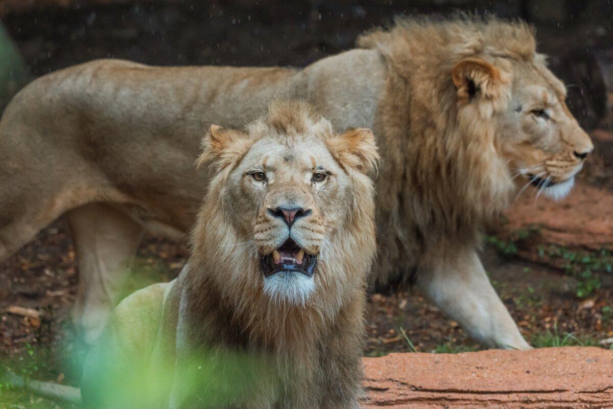 African lion brothers Pescho and Sidai stroll the Lion Habitat at Riverbanks Zoo & Garden in Columbia, South Carolina. (Courtesy of Riverbanks Zoo & Garden)