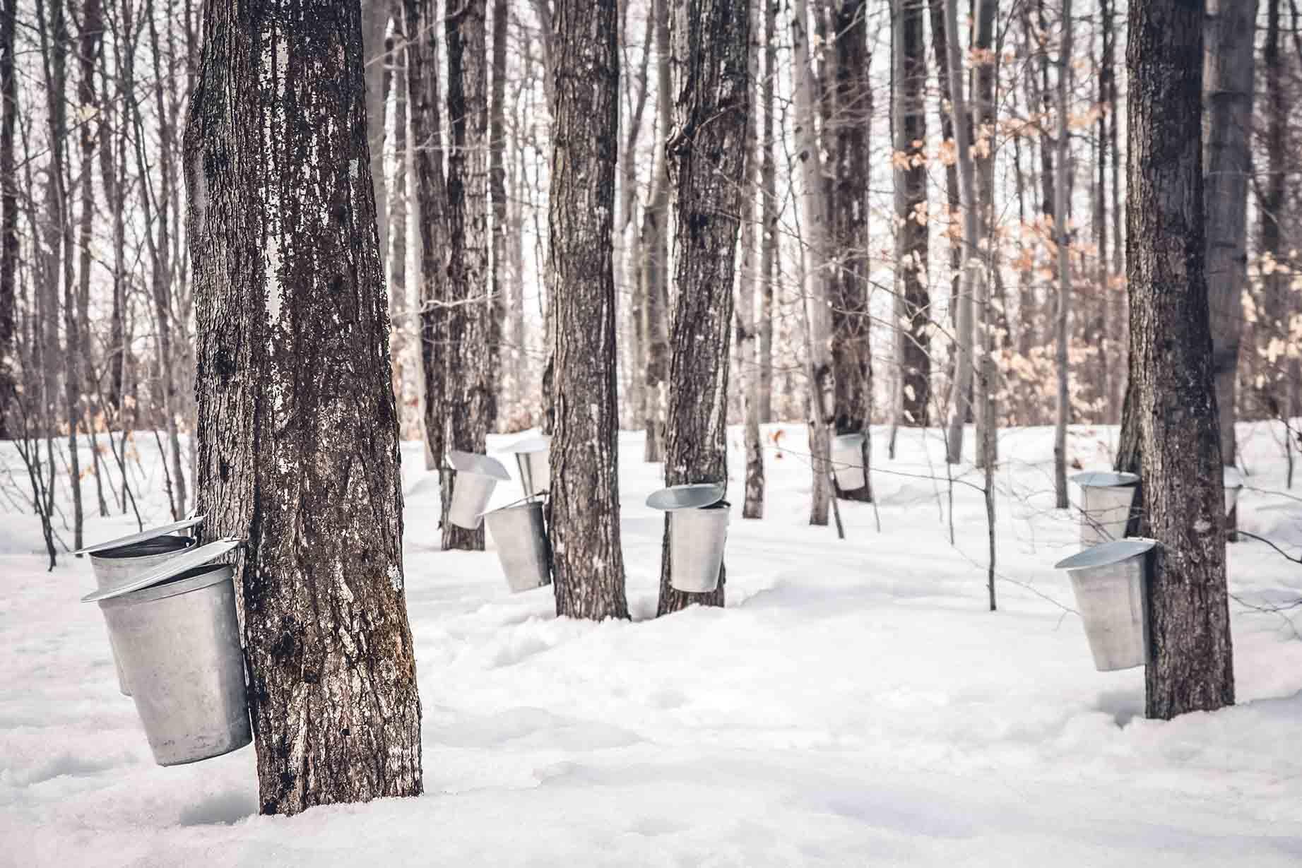 Maple syrup being collected from sugar maple trees in Eastern Canada. (Shutterstock/ Studio Light and Shade)