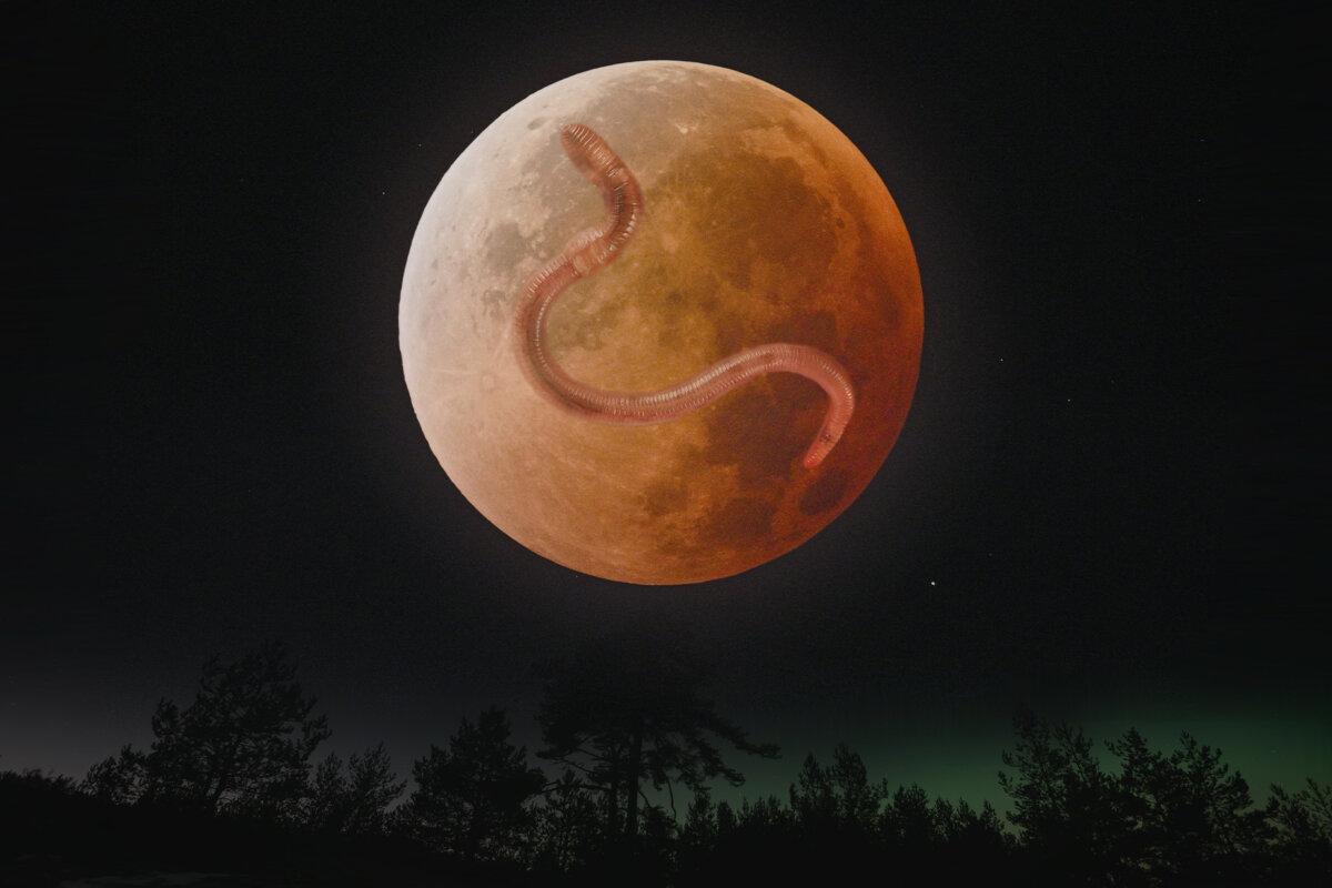 An illustration of the full "Blood Worm Moon." (The Epoch Times/Shutterstock/Dmitri T/Richard Peterson/HECTOR RETAMAL/AFP via Getty Images)