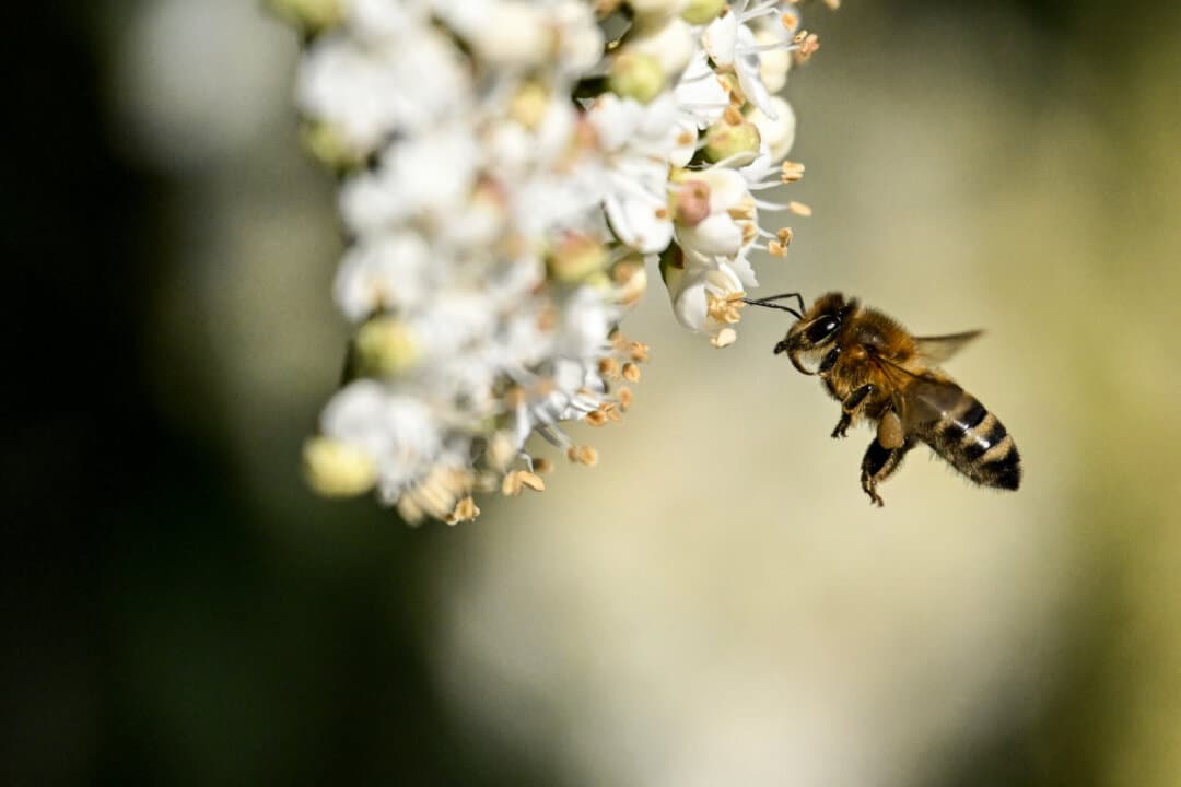 A bee flies near blossoming flowers in Frankfurt am Main, Germany, on March 4, 2026, as the air temperature reached 59 degrees Fahrenheit. (Kirill Kudryavtsev/AFP via Getty Images)