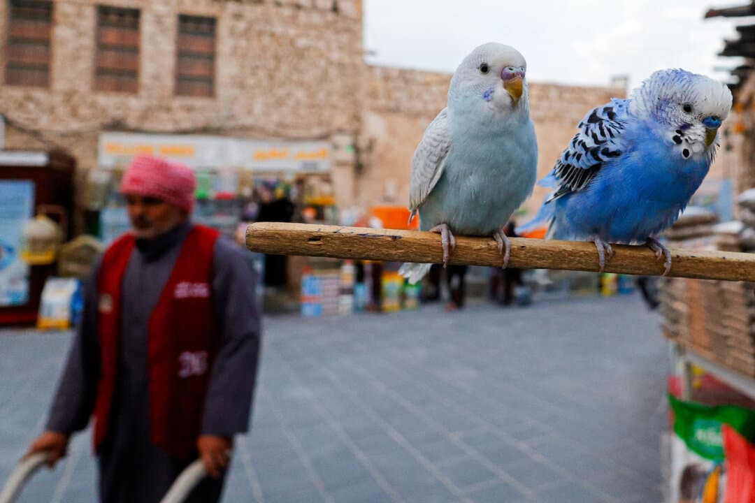A worker walks through a bird market at Souq Waqif in Doha, Qatar, on March 4, 2026. Qatar Prime Minister Sheikh Mohammed bin Abdulrahman Al Thani held a call with Iran's Foreign Minister Abbas Araghchi on March 4 as Tehran pressed its missile and drone campaign against Gulf states including Qatar. (Karim Jaafar/AFP via Getty Images)