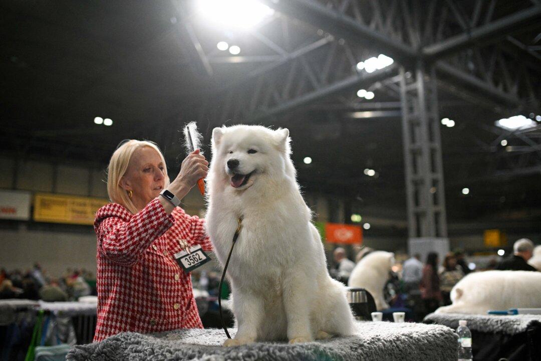 A handler grooms a Samoyed dog on the first day of the Crufts dog show at the National Exhibition Center in Birmingham, England, on March 5, 2026. (Oli Scarff/AFP via Getty Images)
