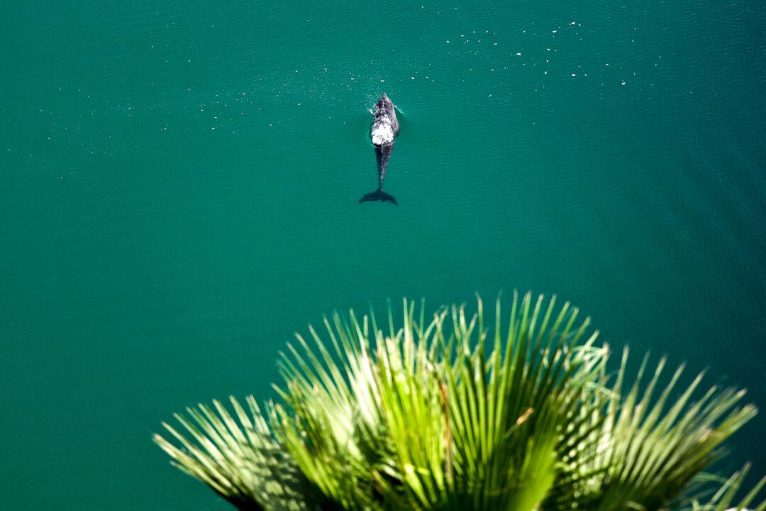 A dolphin off Palm Jumeirah in Dubai, United Arab Emirates, on March 5, 2026. (Fadel Senna/AFP via Getty Images)