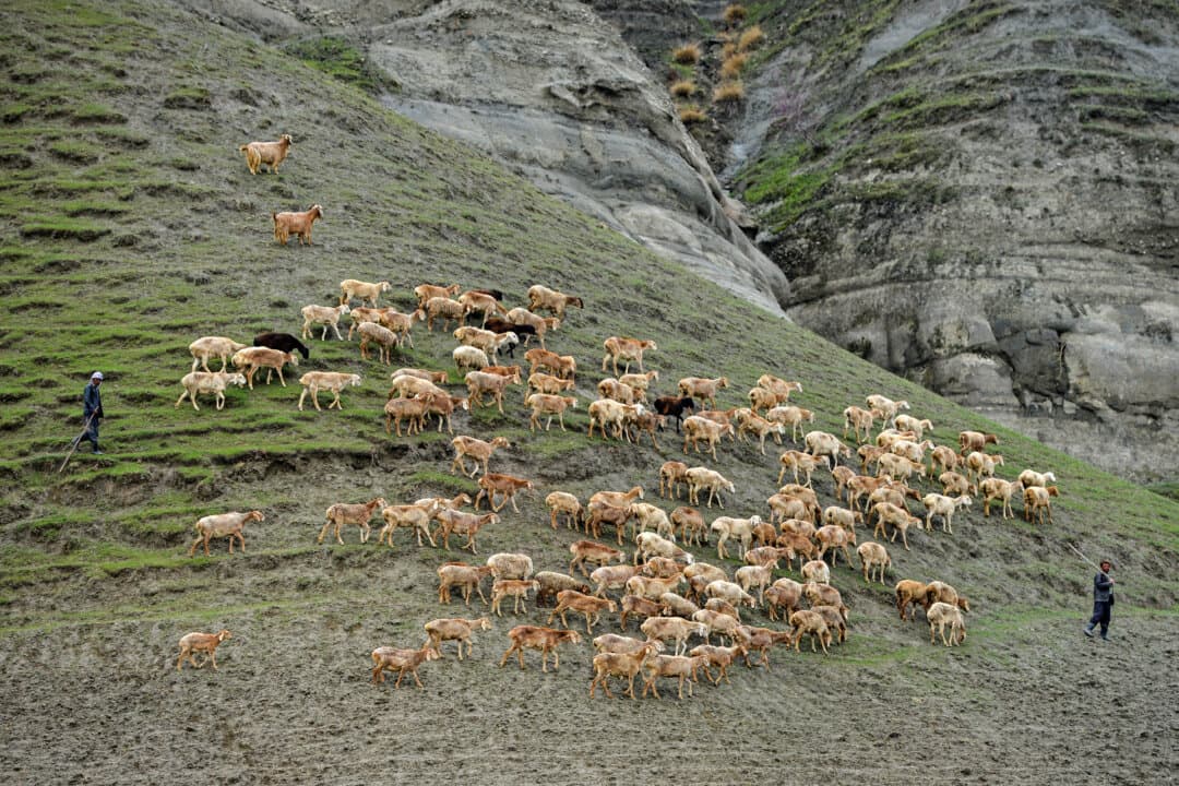 Shepherds walk with their flock of sheep along a mountain in the Kishim district of Badakhshan province in Afghanistan on March 12, 2026. (Omer Abrar/AFP)