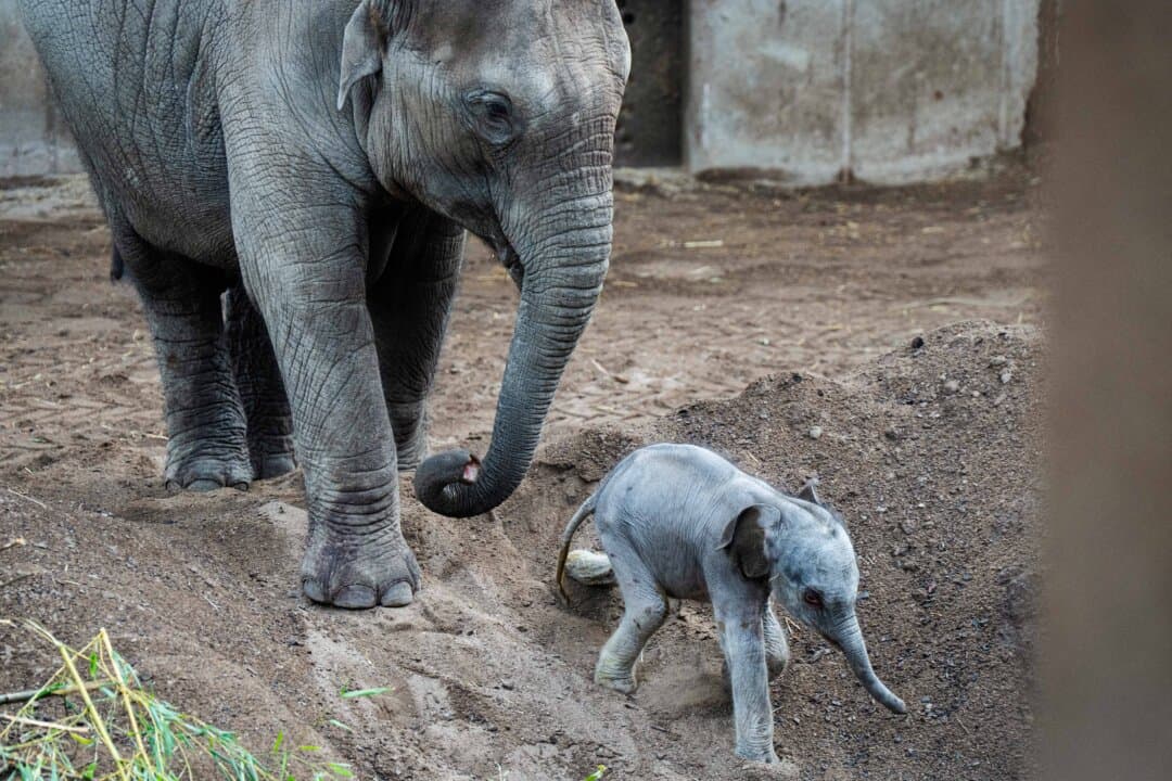 Asian female elephant Mun and her male calf are seen at the Copenhagen Zoo on March 12, 2026. Mun was pregnant for 22 months before giving birth to her calf on March 11. The birth took place without human intervention; instead, Mun received support from the older female elephants in the herd. (Sebastian Elias Uth/Ritzau Scanpix/AFP via Getty Images)