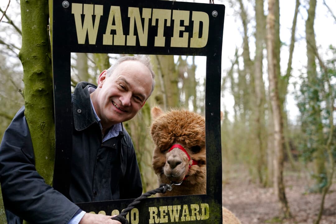 Liberal Democrat leader Sir Ed Davey visits an Alpaca farm as he arrives in Yorkshire ahead of the Liberal Democrat Spring Conference on March 13, 2026. The Liberal Democrats meet in York, England, this weekend ahead of the local elections on May 7, 2026. (Ian Forsyth/Getty Images)