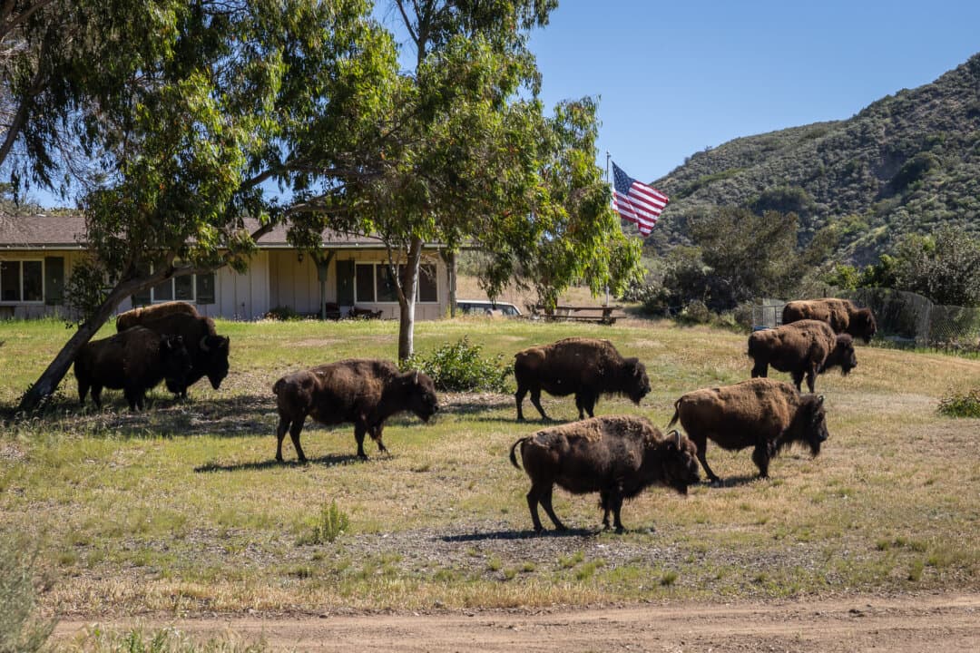 Bison roam the hills outside Avalon, Calif., on March 18, 2026. The iconic free-roaming animals are a major tourist attraction on the island, which lies about 22 nautical miles, or an hour by boat, from Long Beach and draws roughly 1.2 million visitors each year. (John Fredricks/The Epoch Times)