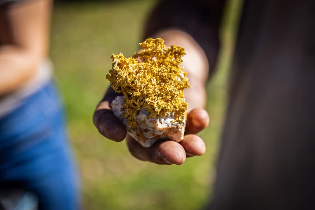 Miners display a gold nugget named “The Bonsai,” found outside Angels Camp, Calif., on Feb. 5, 2026. The nugget is estimated to be worth $35,000 to $45,000. (John Fredricks/The Epoch Times)