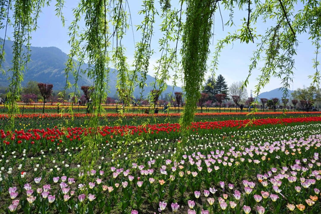 Tulips bloom in the Indira Gandhi Memorial Tulip Garden in Srinagar, India, on March 25, 2026. (Tauseef Mustafa/AFP via Getty Images)