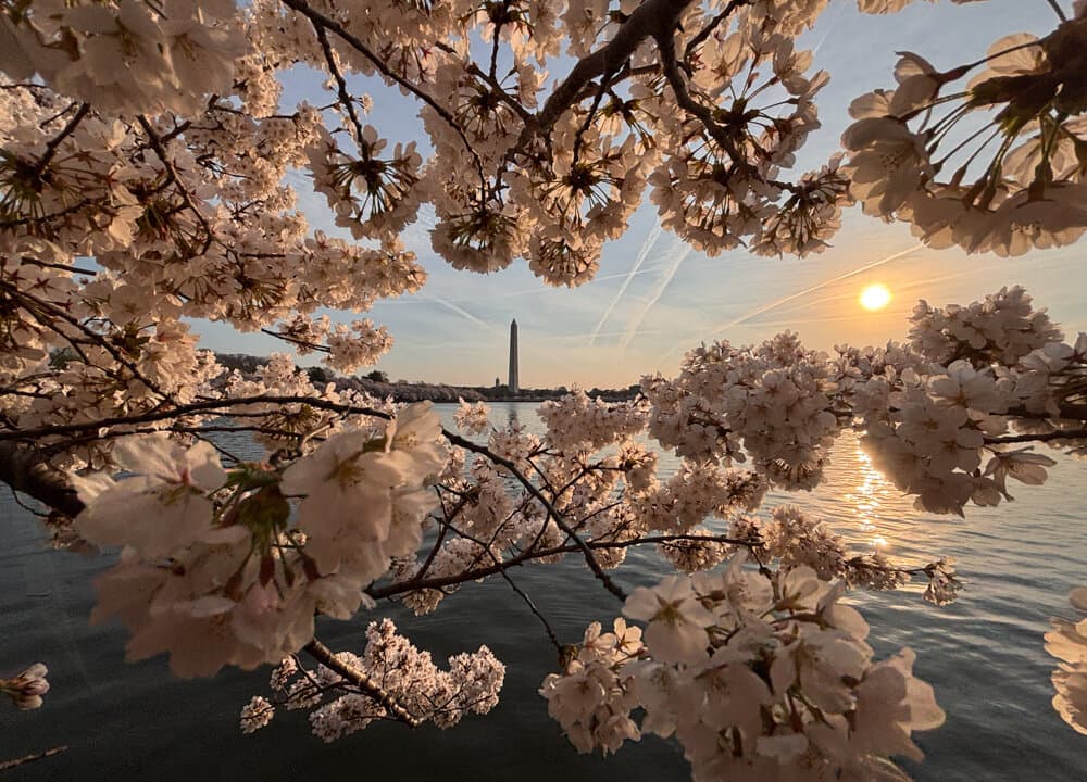 Cherry trees bloom near the Washington Monument on the National Mall at sunrise in Washington on March 26, 2026. (Marc-Antoine Baudoux/AFP via Getty Images)