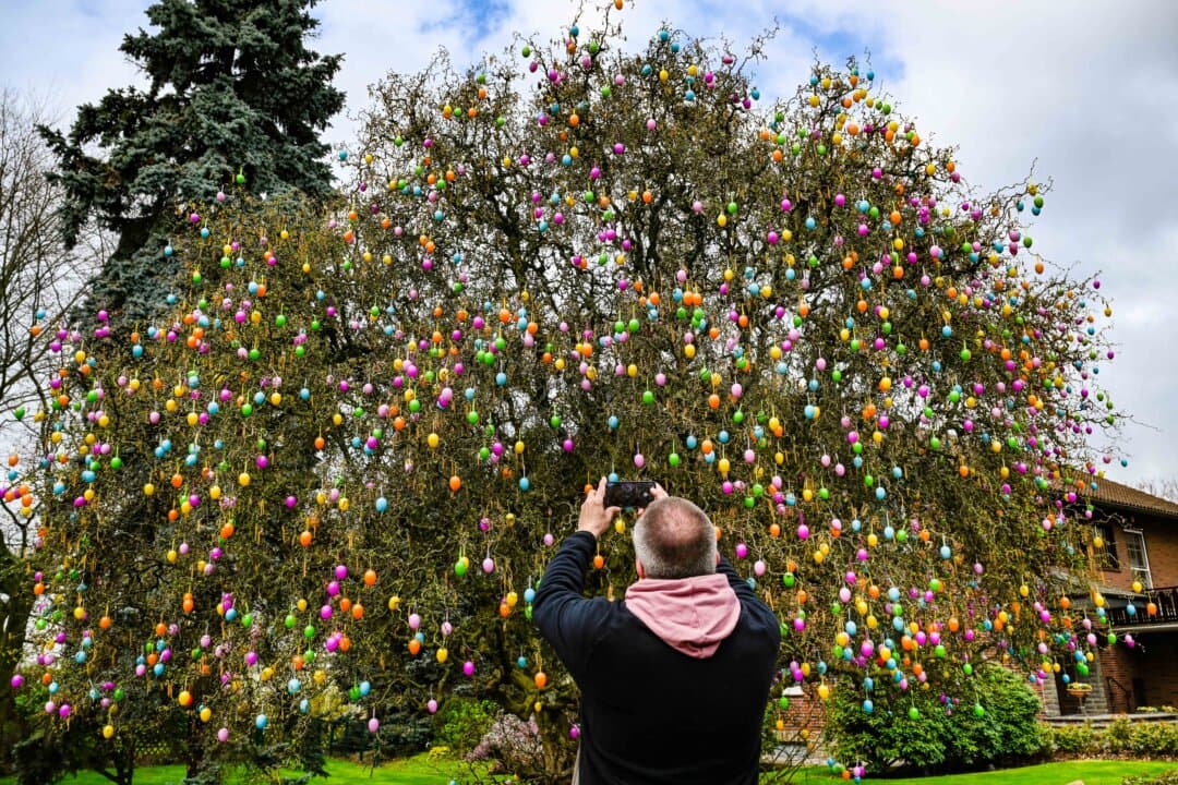 A man takes a photo of a tree decorated with plastic Easter eggs at the “Gertrudenhof” adventure farm for children in Huerth, Germany, on April 2, 2026, ahead of Easter celebrations. (Ina Fassbender/AFP via Getty Images)