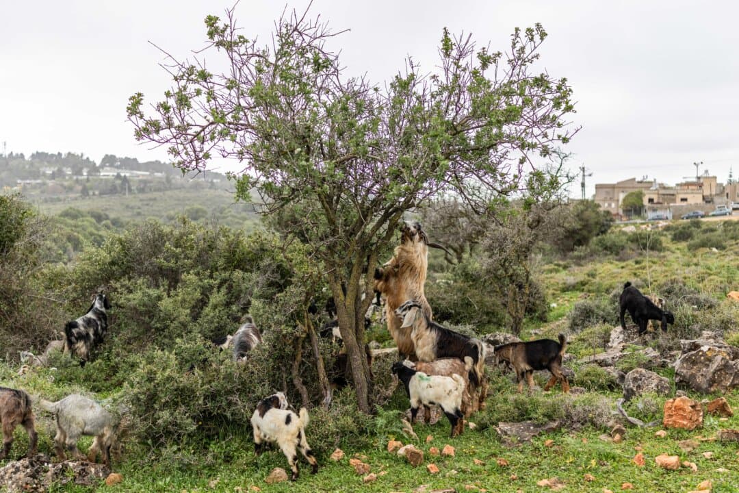 A herd of goats is pictured at the Arab Beduin village of Arab al-Aramshe, a few hundred yards from the Lebanon border, in northern Israel on April 2, 2026. Lebanon was drawn into the Middle East war on March 2 when Tehran-backed militant group Hezbollah launched attacks on Israel to avenge the killing of the Iranian leader. Israel has responded with broad strikes across Lebanon and a ground offensive. (Ilia Yefimovich/AFP via Getty Images)