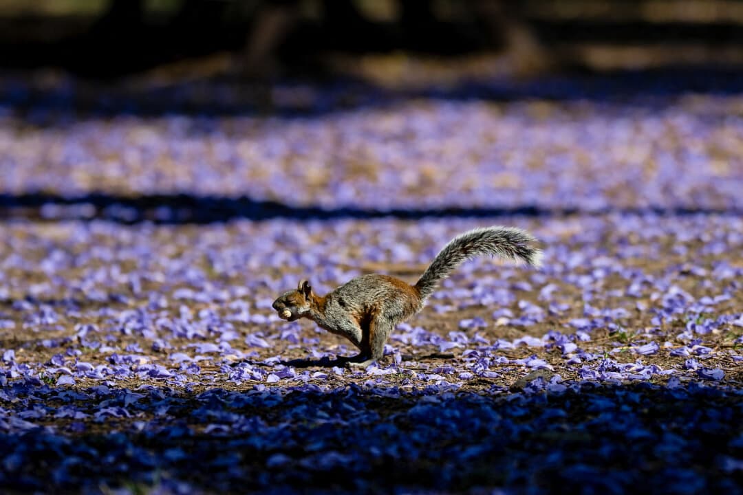 A squirrel jumps through fallen petals from Jacaranda trees in Mexico City on April 2, 2026. (Carl de Souza/AFP via Getty Images)