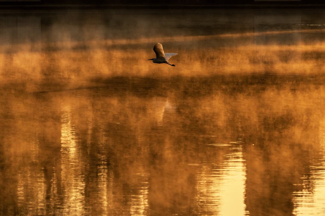 A bird flies as steam rises from a lake in Chapultepec park in Mexico City on April 2, 2026. (Carl de Souza/AFP via Getty Images)