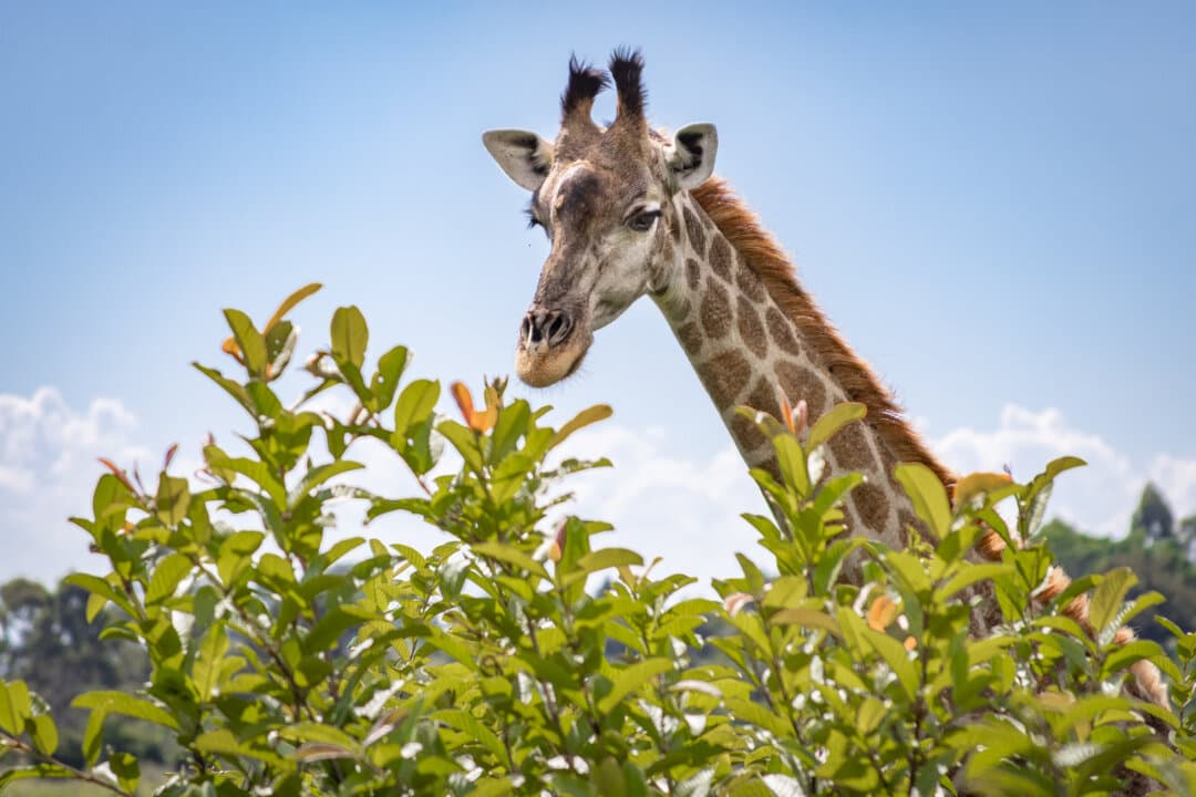 A giraffe roams a game preserve in the Thyolo District of Malawi on Feb. 25, 2026. (John Fredricks/The Epoch Times)