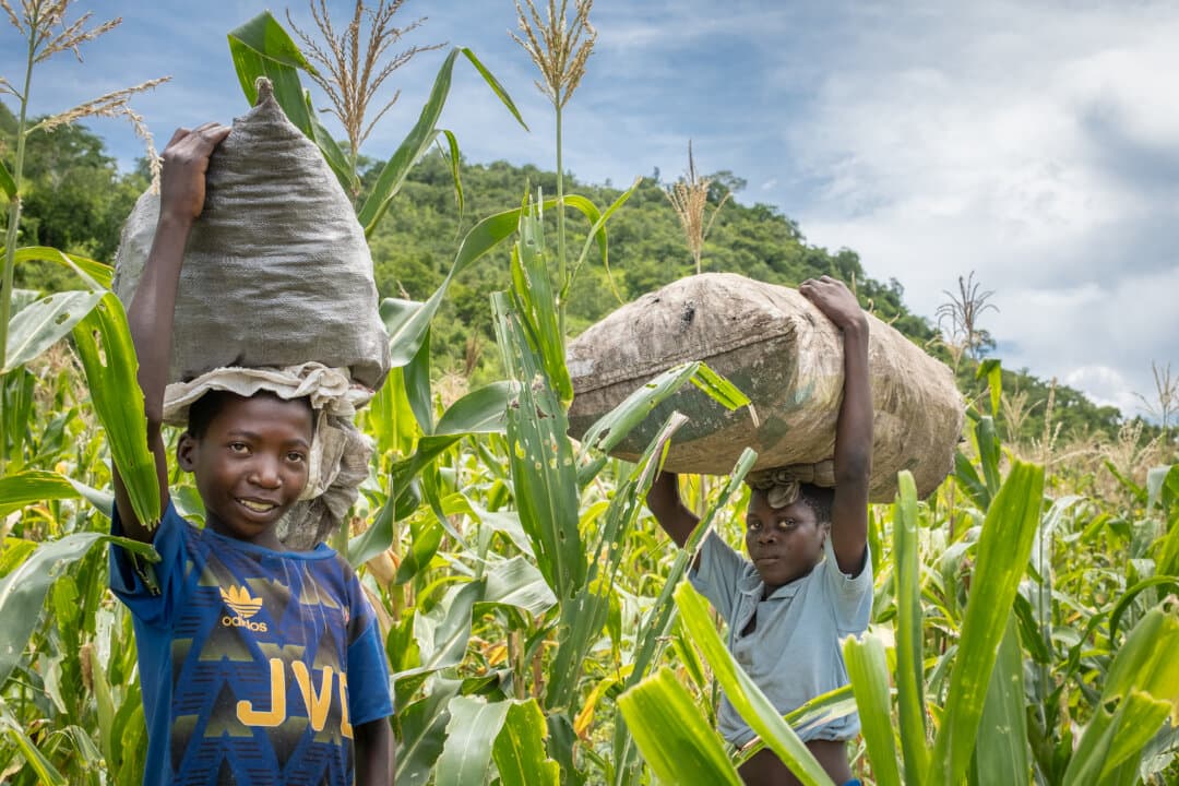 Children work on a farm in the Mangochi District of Malawi on Feb. 20, 2026. (John Fredricks/The Epoch Times)