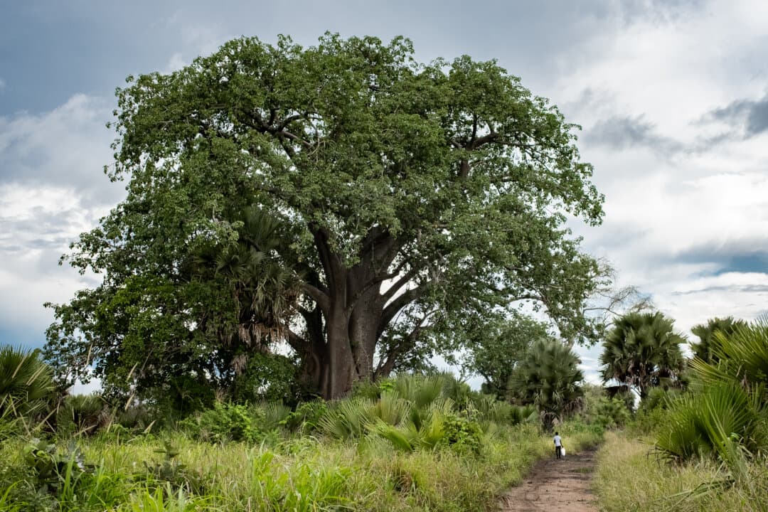 A man walks next to a large baobab tree outside of Monkey Bay, Malawi, on Feb. 18, 2026. (John Fredricks/The Epoch Times)