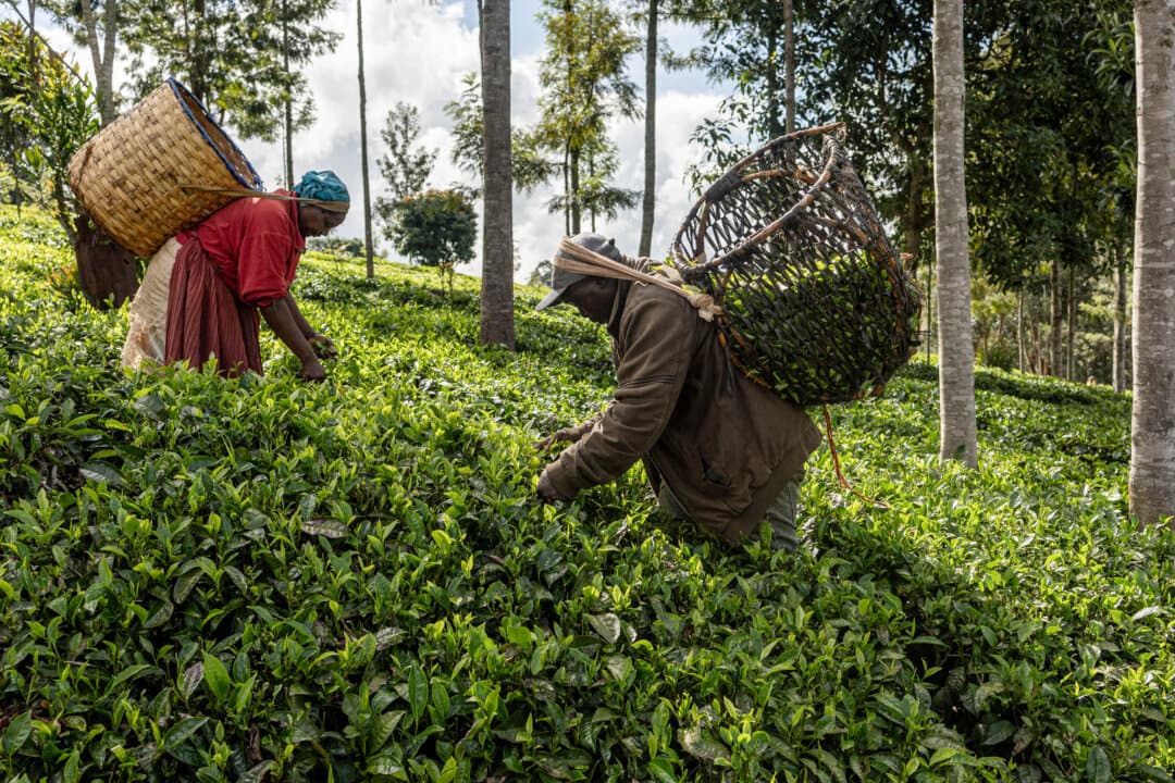 Tea farmers pick tea leaves from a group-held plantation to be delivered to the Iria-Ini tea factory in Othaya, Kenya, on April 9, 2026. (Simon Maina/AFP via Getty Images)