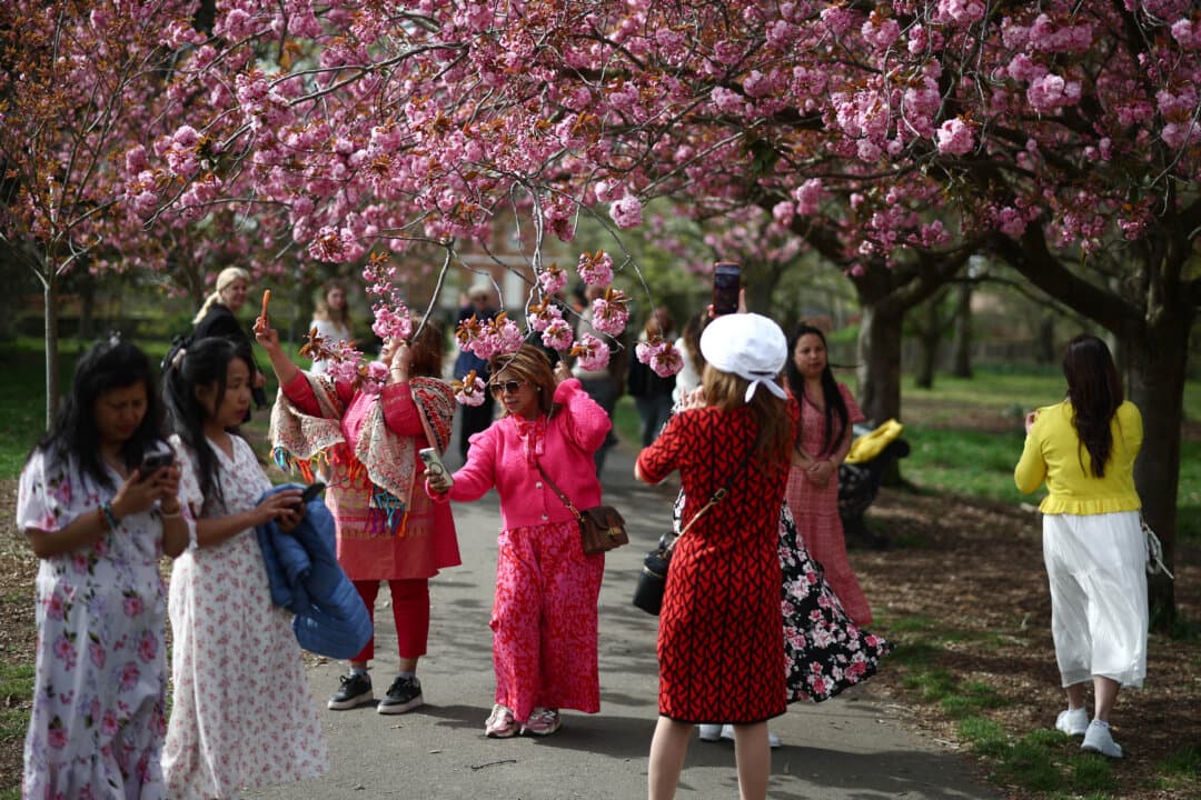 People take photographs under the cherry blossoms in Greenwich Park in southeast London on April 10, 2026. (Henry Nicholls/AFP via Getty Images)
