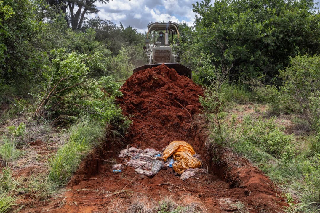 A Kenya Wildlife Service official disposes of seized game meat in Nairobi, Kenya, on April 10, 2026. Earlier this week, authorities intercepted a taxi carrying six suspected poachers with about 200 kilograms of giraffe meat. Conservationists warn that increased poaching and trafficking in northern Kenya are threatening species including giraffes, ostriches, hirola, and cheetahs. (Tony Karumba/AFP via Getty Images)