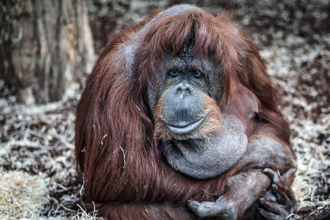 Nenette, a 57-year-old Bornean orangutan in her enclosure at the Menagerie du Jardin des Plantes in Paris on April 10, 2026. (Stephane de Sakutin/AFP via Getty Images)