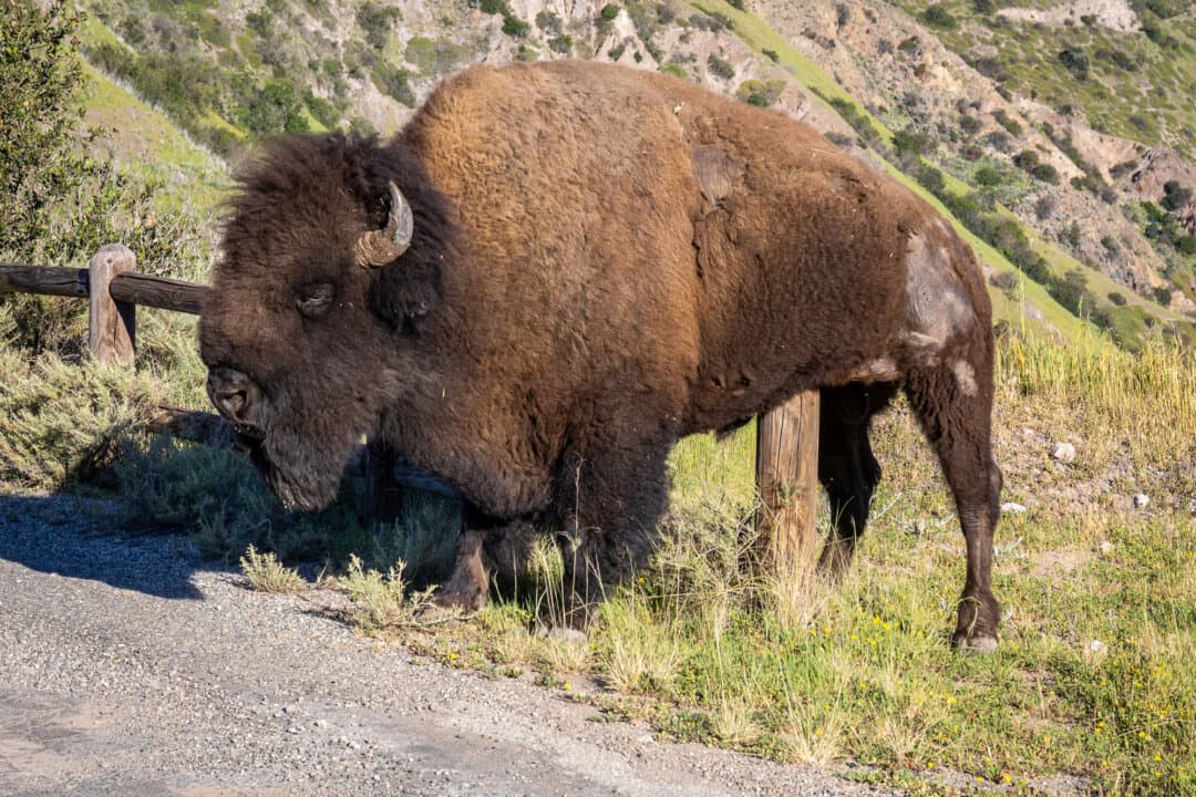 (Top Left) A Mule Deer wanders into the brush outside of Avalon, Calif., on March 17, 2026. (Top Right) A giant coreopsis plant grows in an enclosure protected from wild animals outside of Avalon, Calif., on March 18, 2026. (Bottom Left) A butterfly lands on flowers outside of Avalon, Calif., on March 17, 2026. (Bottom Right) Bison roam the hills outside of Avalon, Calif., on March 18, 2026. (John Fredricks/The Epoch Times)