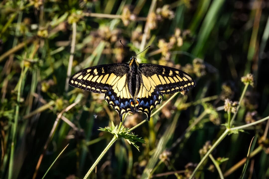 (Top Left) A Mule Deer wanders into the brush outside of Avalon, Calif., on March 17, 2026. (Top Right) A giant coreopsis plant grows in an enclosure protected from wild animals outside of Avalon, Calif., on March 18, 2026. (Bottom Left) A butterfly lands on flowers outside of Avalon, Calif., on March 17, 2026. (Bottom Right) Bison roam the hills outside of Avalon, Calif., on March 18, 2026. (John Fredricks/The Epoch Times)