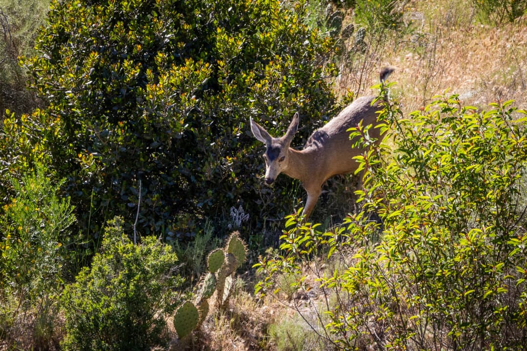 A mule deer wanders into the brush outside of Avalon, Calif., on March 17, 2026. Charles Whitwam and other hunting conservation advocates believe the island’s mule deer population is somewhere between 400 and 800—less than half of the estimated 2,000 the conservancy claims. (John Fredricks/The Epoch Times)