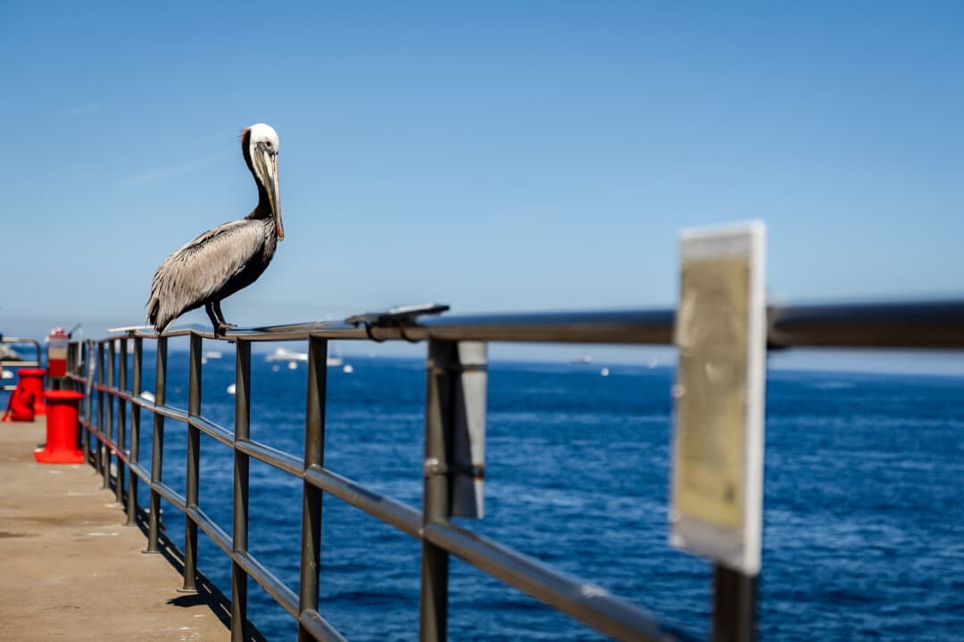 (Top) An aerial view of Avalon, Calif., on March 18, 2026. Avalon, the only city on the island, is a tourist destination and a popular stop for cruise ships. (Bottom Left) A plant protected by wire fencing to prevent animal grazing sits outside Avalon, Calif., on March 18, 2026. Some people argue that the mule deer consume native plants, allowing invasive grasses to take over the island landscape. (Bottom Right) A pelican prepares for flight in Avalon, Calif., on March 18, 2026. (John Fredricks/The Epoch Times)