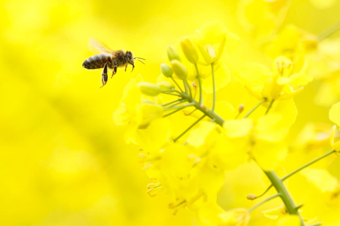 A bee pollinates rapeseed blooming in a field near Bewl Water in Lamberhurst, England, on April 16, 2026. (Dan Kitwood/Getty Images)