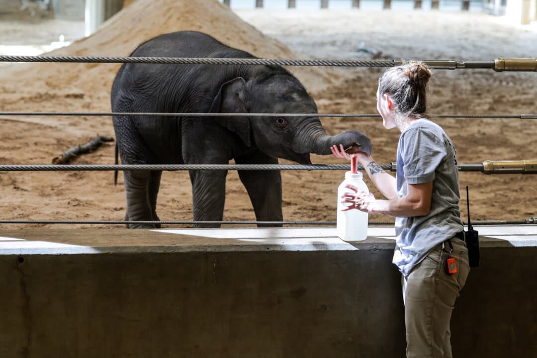Linh Mai, a 2-month-old Asian elephant, is fed a bottle of formula in her enclosure during a media preview event at the Smithsonian National Zoological Park in Washington on April 14, 2026. The new elephant was born Feb. 2 and is the first Asian elephant born at the zoo in 25 years. (Anna Moneymaker/Getty Images)