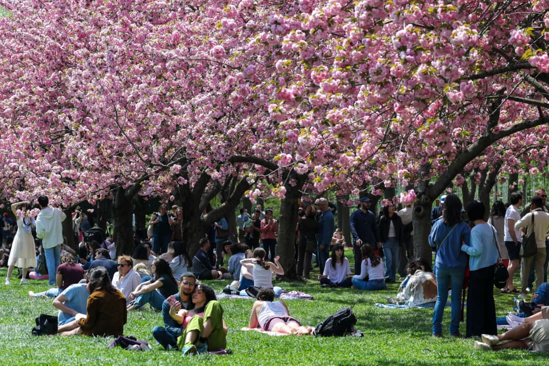 People visit the cherry blossoms at Brooklyn Botanic Garden in New York City on April 18, 2026. (Angela Weiss/AFP via Getty Images)