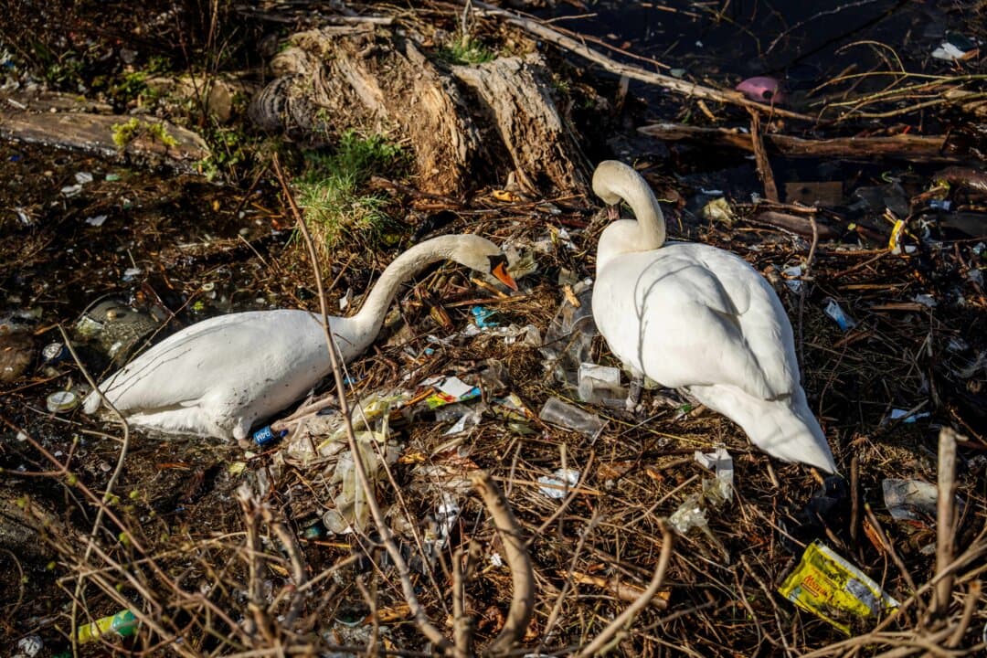 A pair of mute swans sit in their nest covered with trash in the Damhussoen area of Copenhagen, Denmark, on April 20, 2026. (Mads Claus Rasmussen/Ritzau Scanpix/AFP via Getty Images)