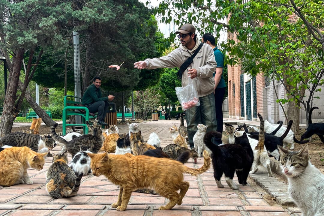 A man feeds stray cats in a park in Tehran on April 20, 2026. (AFP via Getty Images)