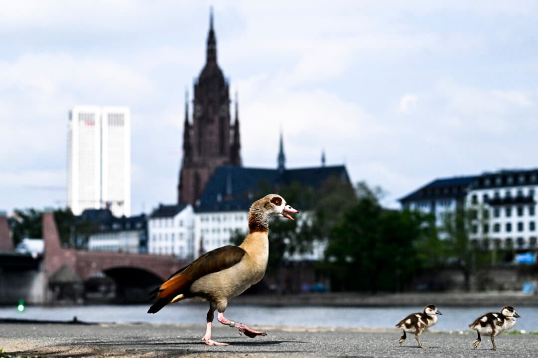An Egyptian goose walks with her goslings along the Main River embankment in front of Frankfurt Cathedral in Frankfurt, Germany, on April 21, 2026. (Kirill Kudryavtsev/AFP via Getty Images)