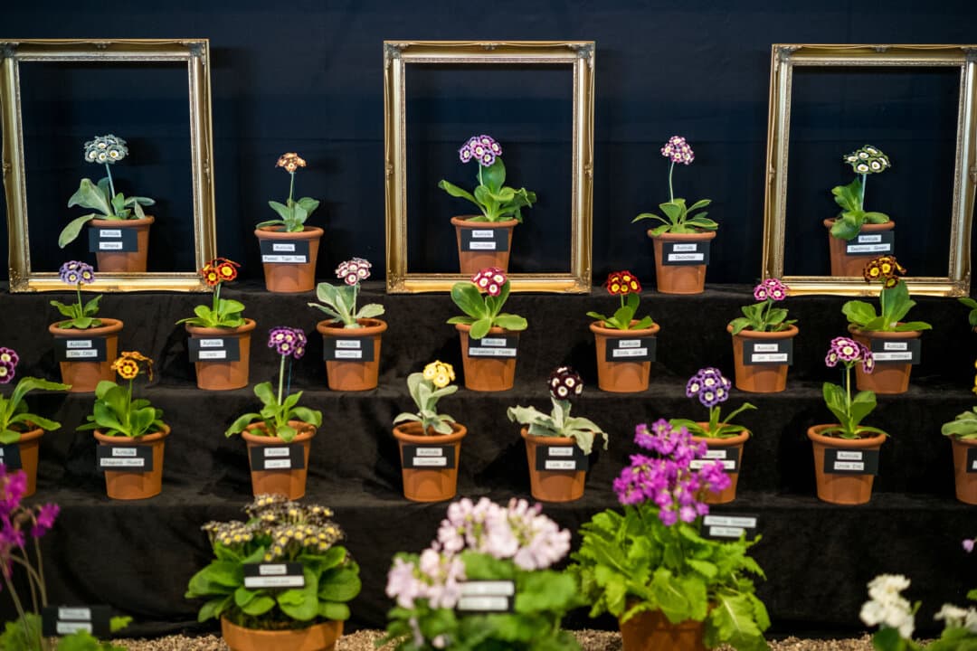 Flower displays are finalized on staging day ahead of the Harrogate Spring Flower Show in Harrogate, England, on April 22, 2026. As spring unfolds across North Yorkshire, the Harrogate show draws over 40,000 visitors and remains one of the UK's most anticipated horticultural events. (Ian Forsyth/Getty Images)