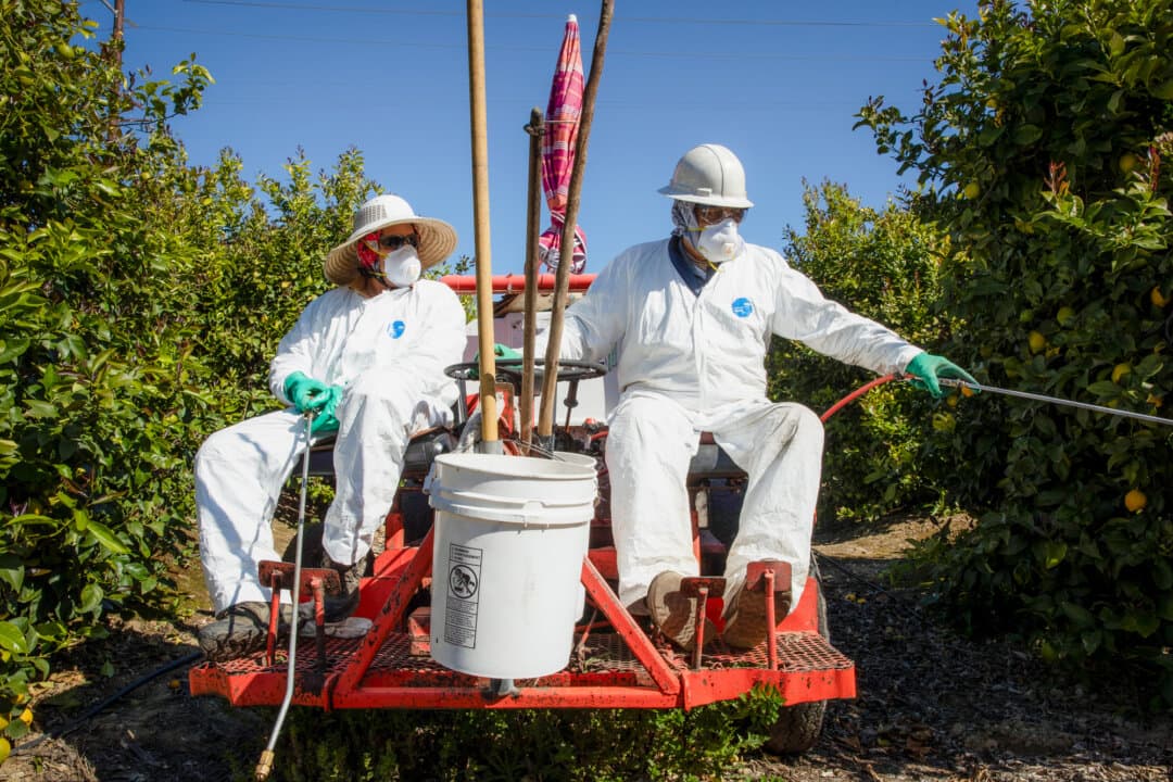 Agricultural laborers spray for insects and weeds in orchards at a fruit farm in Mesa, Calif., on March 27, 2020. Since its approval by the Environmental Protection Agency in 1974, glyphosate has become one of the most widely used agricultural chemicals. (Brent Stirton/Getty Images)