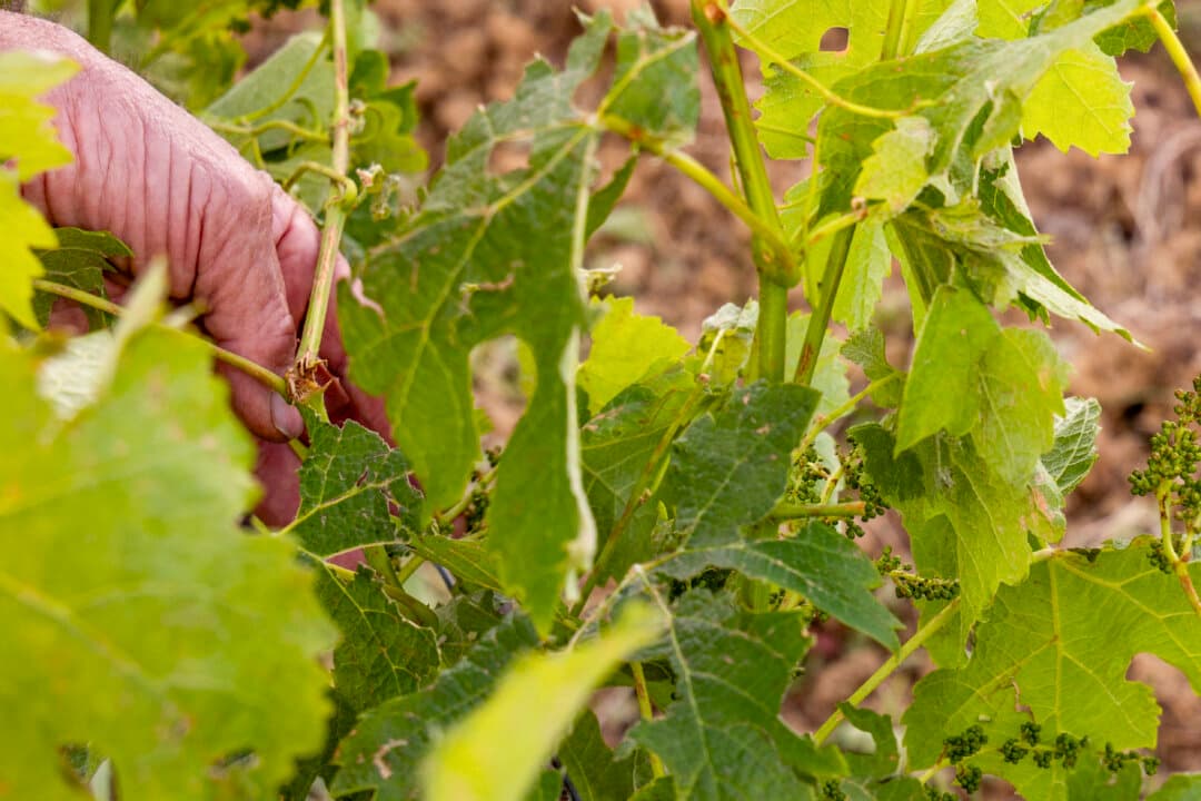 Damaged vine leaves and young grape clusters in the vineyard of Domaine de La Tuilerie after the hailstorms in Roquelaure, Gers, France, on May 11, 2026. (Isabelle Souriment/Hans Lucas/AFP via Getty Images)