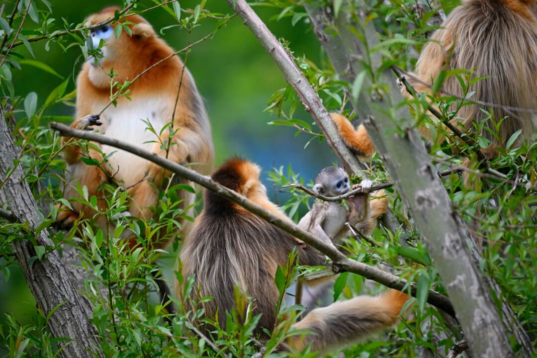 The Pairi Daiza animal park in Belgium has announced the birth of a second golden snub-nosed monkey on May 12, 2026, just a few weeks after the first birth. (John Thys/AFP via Getty Images)