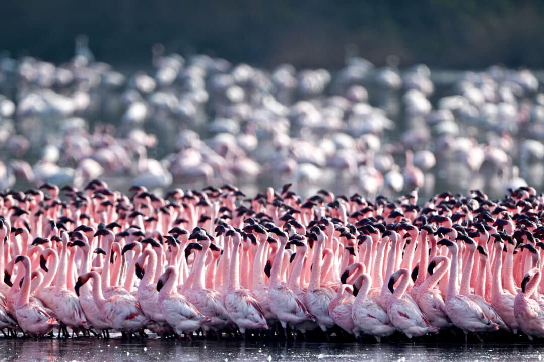 Flocks of flamingos in a pond in Navi Mumbai, India, on May 12, 2026. (Punit Paranjpe/AFP via Getty Images)