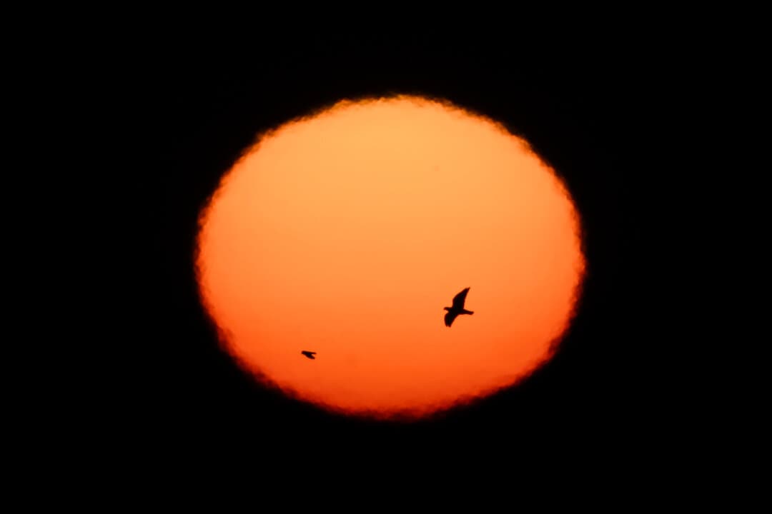 Birds fly with the sun rising in the background at dawn in Buenos Aires on May 12, 2026. (Luis Robayo/AFP via Getty Images)