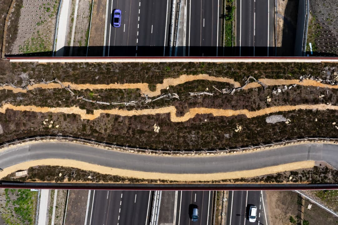 A ‘green bridge’ over the A3 in Cobham, England, on May 12, 2026. The Cockrow Bridge, intended to provide a wildlife corridor connecting Ockham and Wisley Common, is the first of its kind in the UK to support heathland habitats. (Dan Kitwood/Getty Images)