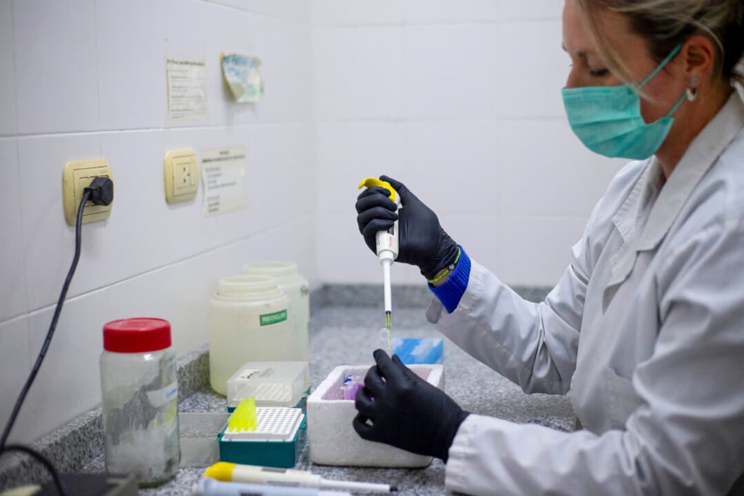 A laboratory technician uses a micropipette inside a polymerase chain reaction room at the Population Genetics and Evolution Laboratory of the Institute of Diversity and Animal Ecology at the Faculty of Exact, Physical and Natural Sciences in Cordoba, Argentina, on May 13, 2026. The deaths of three cruise ship passengers during a rare hantavirus outbreak have sparked international alarm, and flashbacks to when the world tipped into the COVID pandemic six years ago. (Diego Lima/AFP via Getty Images)